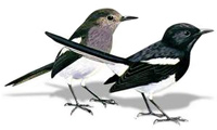 Doel - Magpie Robin, national bird of Bangladesh