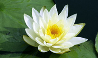 Shapla ful - Water Lilly, national flower of Bangladesh